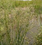 Juncus articulatus