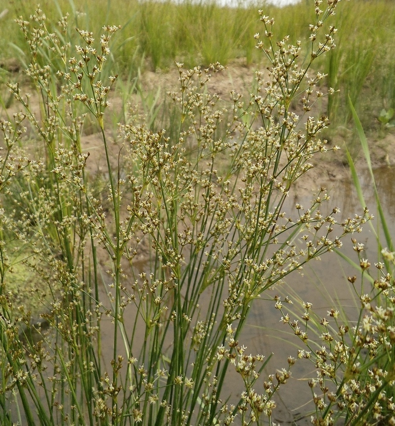 Изображение особи Juncus articulatus.