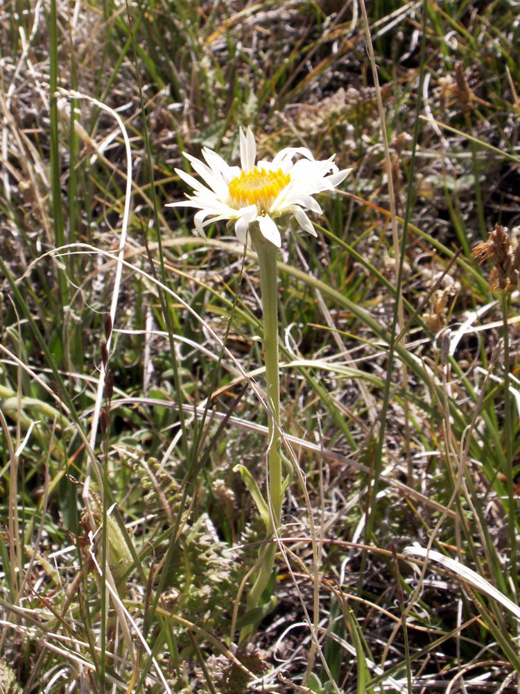 Image of Aster vvedenskyi specimen.