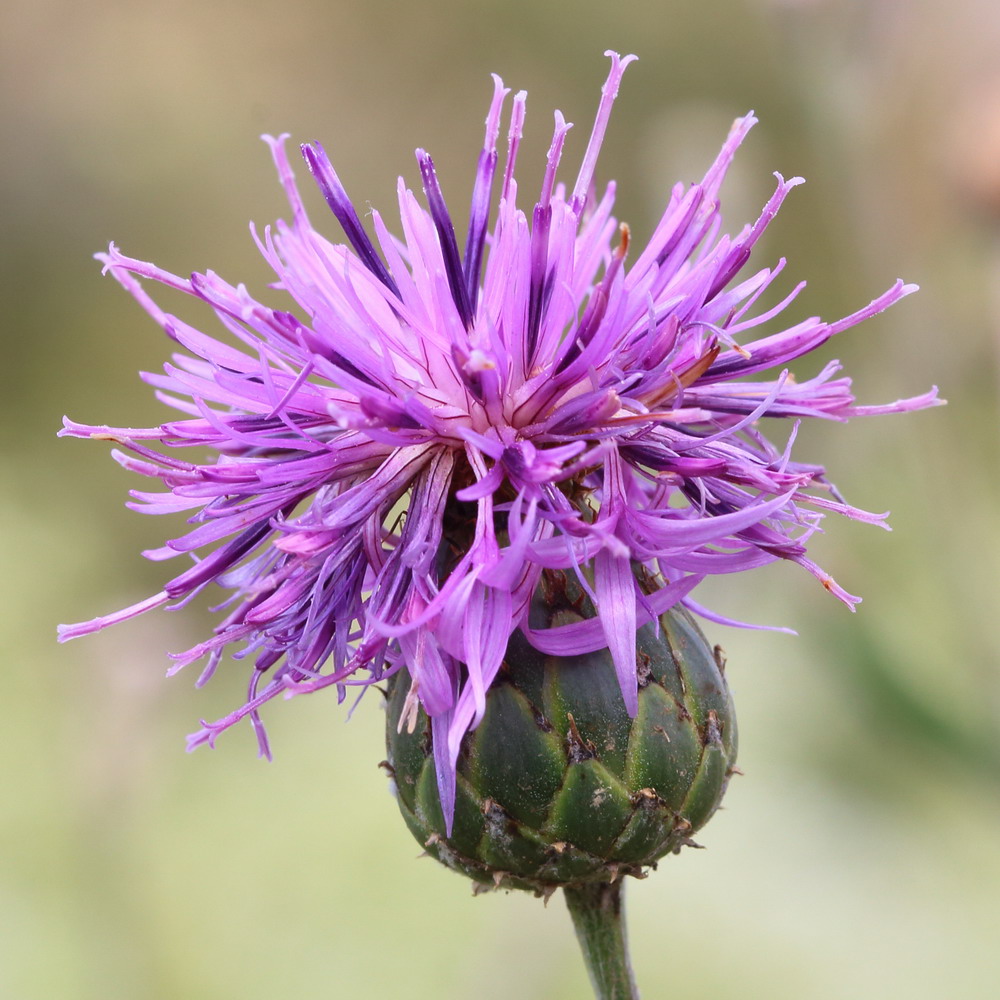 Image of Centaurea apiculata specimen.