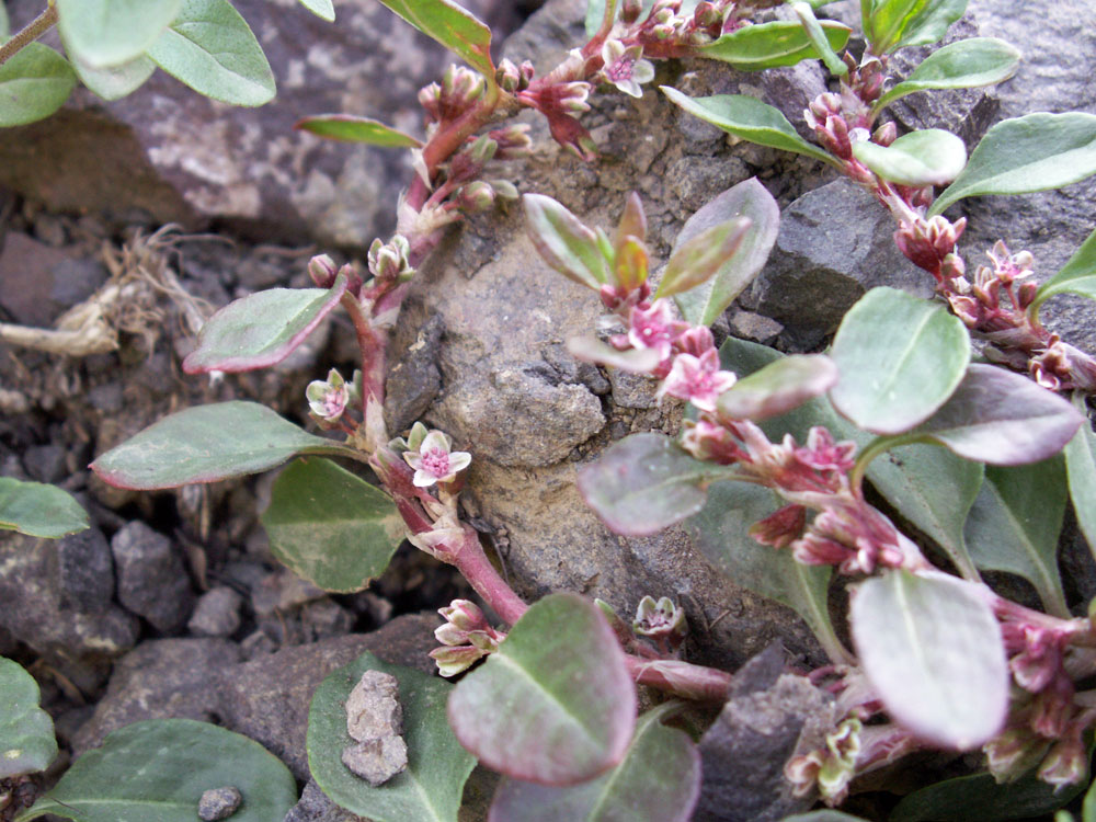 Изображение особи Polygonum cognatum.