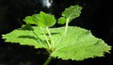 Tolmiea menziesii