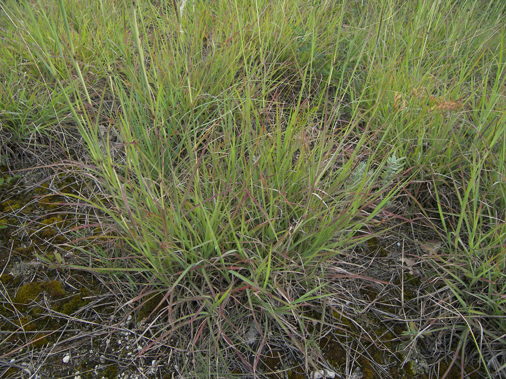 Изображение особи Bothriochloa ischaemum.