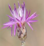 Centaurea