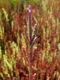 Salicornia perennans