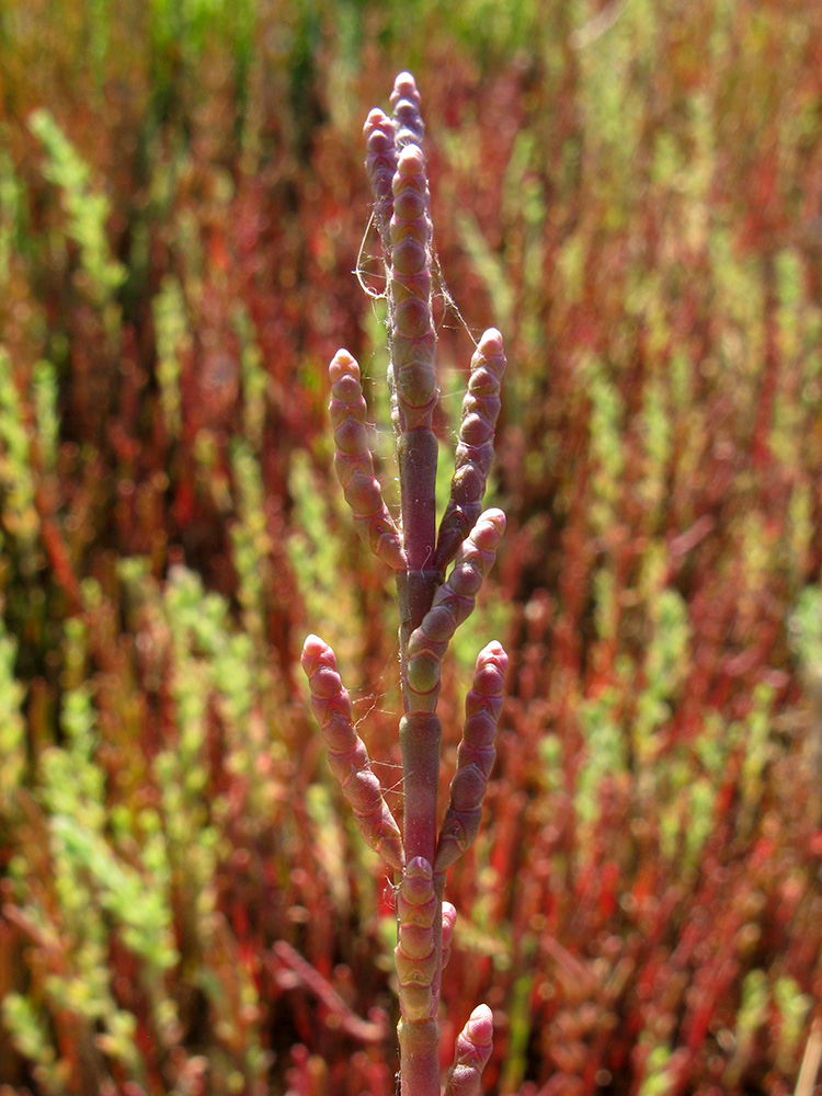 Изображение особи Salicornia perennans.