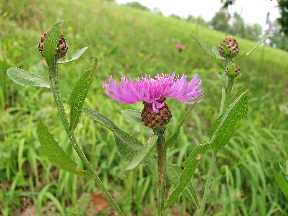 Image of genus Centaurea specimen.