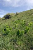 Prangos pabularia. Зацветающие растения на горном склоне. Южный Казахстан, хр. Боролдайтау, горы Кокбулак. 29.04.2013.