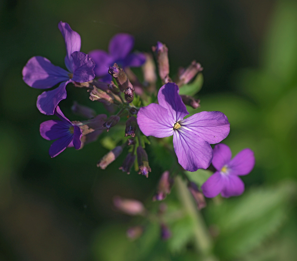 Image of Hesperis matronalis specimen.