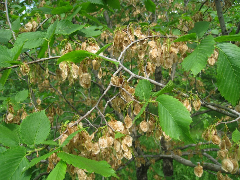 Image of Ulmus laevis specimen.