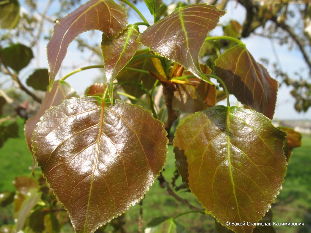 Image of Populus nigra specimen.