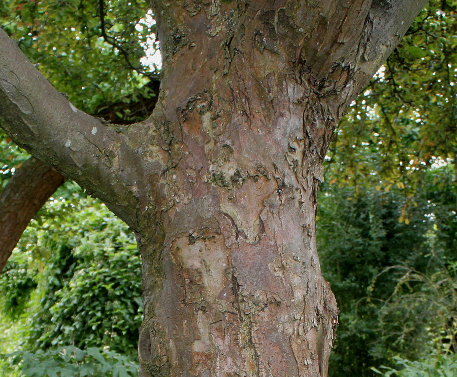 Image of Malus × zumi specimen.