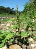 Amaranthus blitum. Цветущее растение. Абхазия, Гагрский р-н, окр. г. Пицунда, берег оз. Инкит. 11.06.2012.