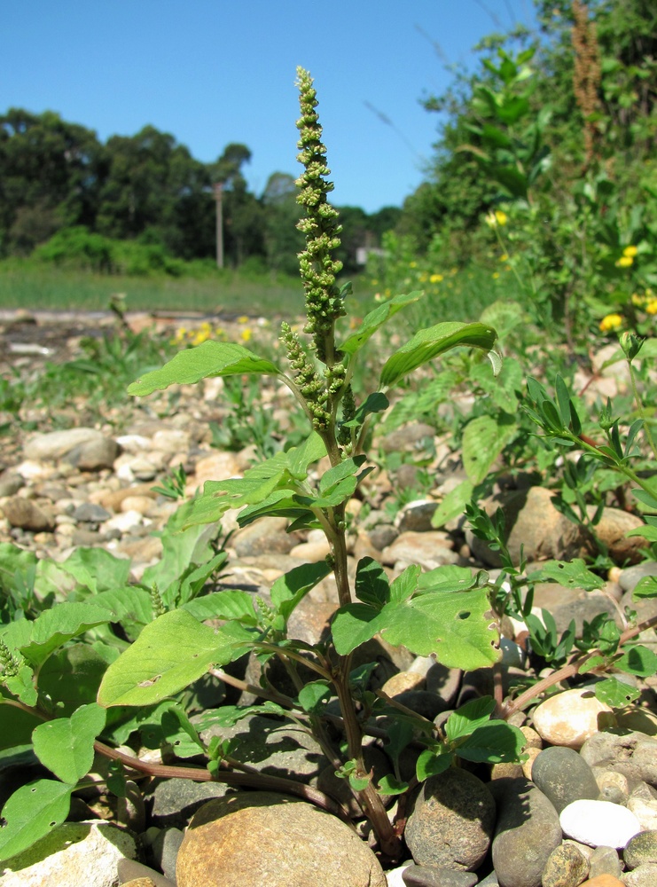 Изображение особи Amaranthus blitum.