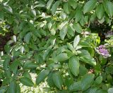 Viburnum sieboldii