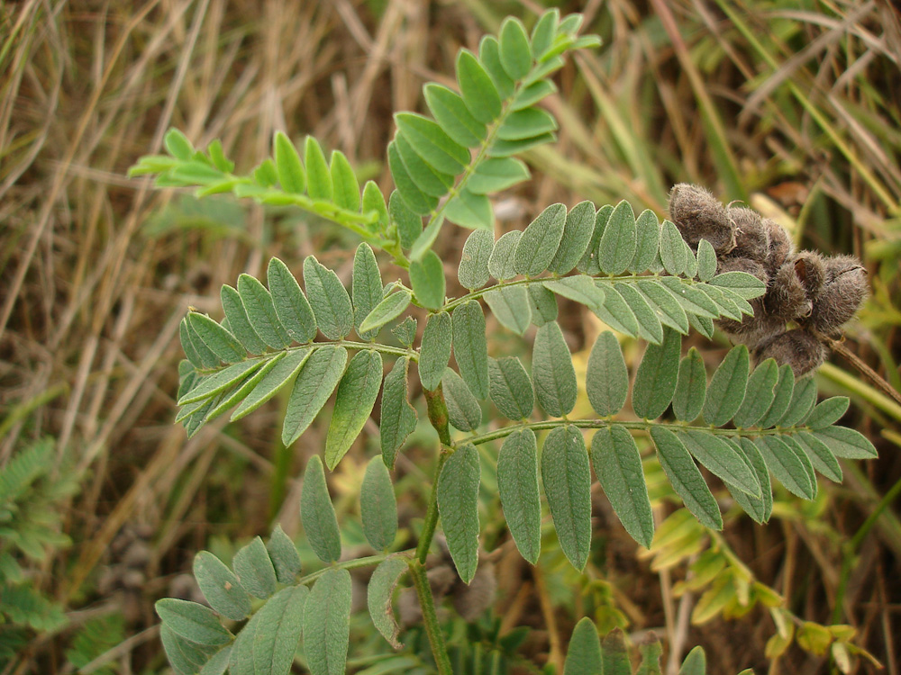 Изображение особи Astragalus cicer.