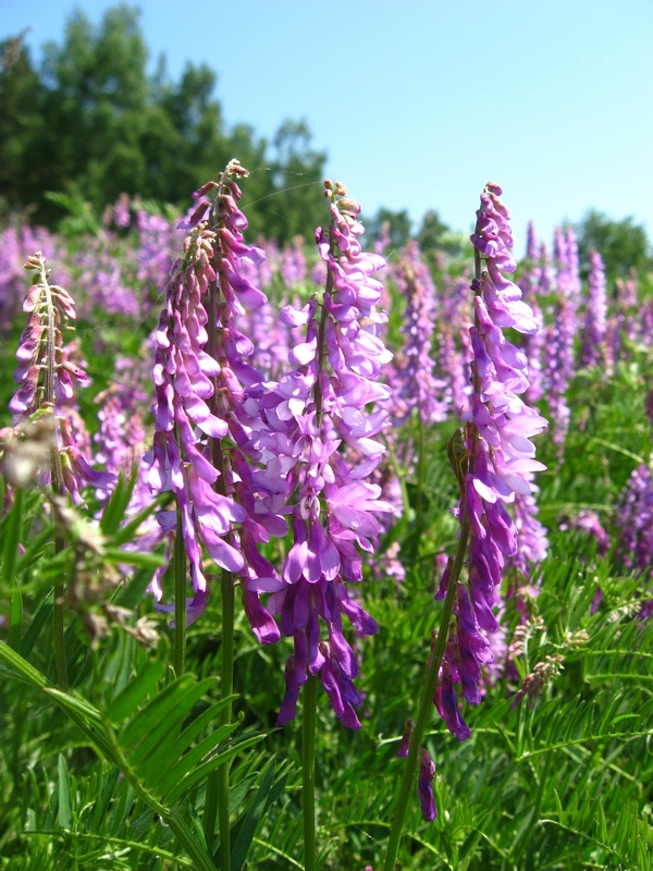 Image of Vicia tenuifolia specimen.