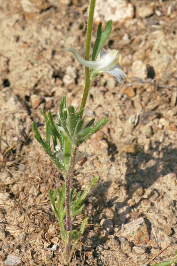 Изображение особи Delphinium rugulosum.