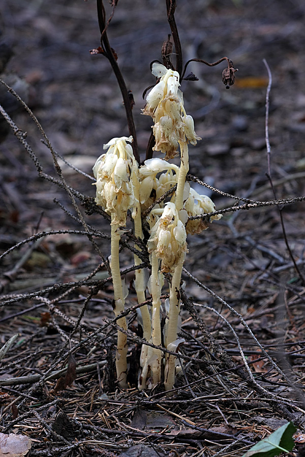 Image of Hypopitys monotropa specimen.