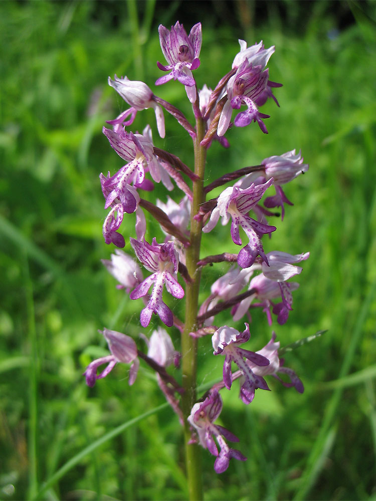 Изображение особи Orchis militaris.