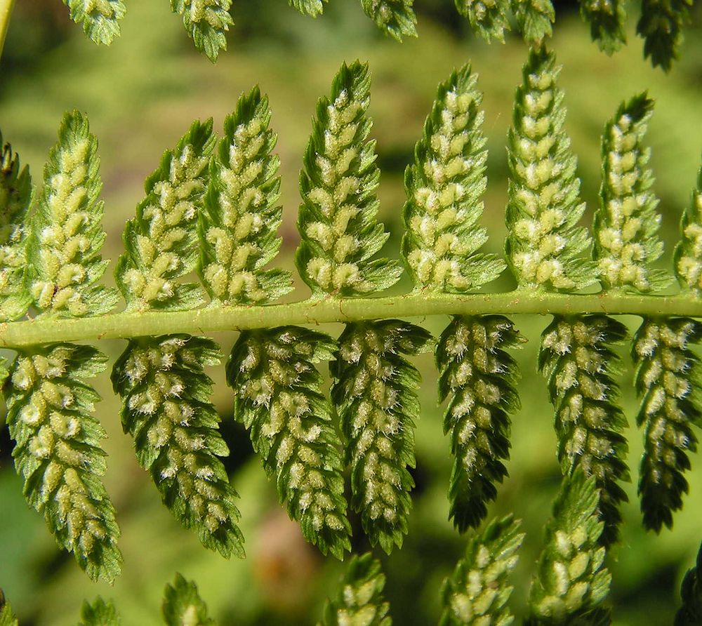 Изображение особи Athyrium monomachii.