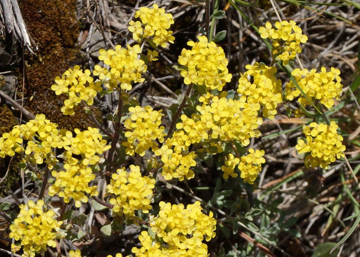 Image of Odontarrhena obovata specimen.