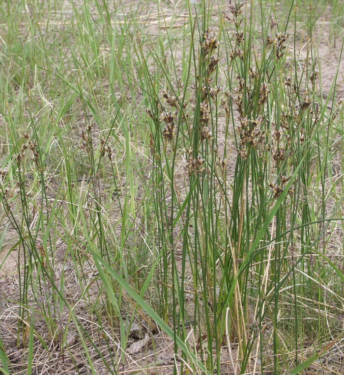 Изображение особи Juncus balticus.