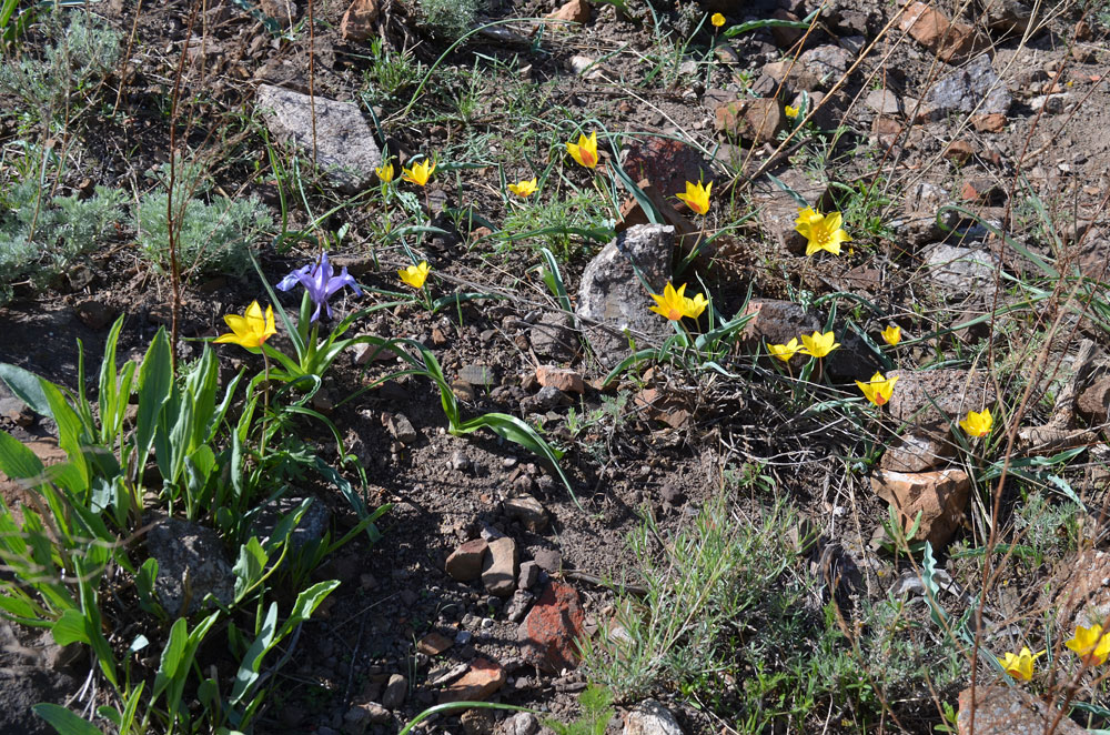 Изображение особи Tulipa ferganica.