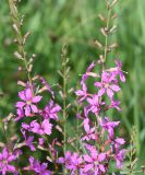 Lythrum virgatum