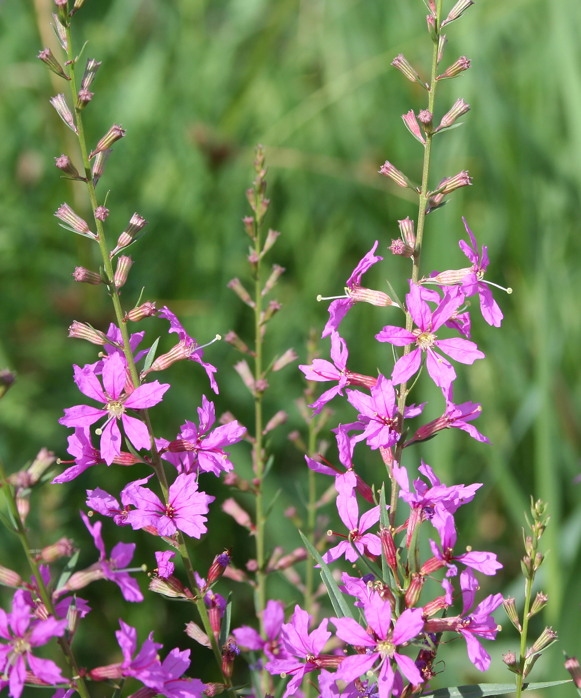 Image of Lythrum virgatum specimen.