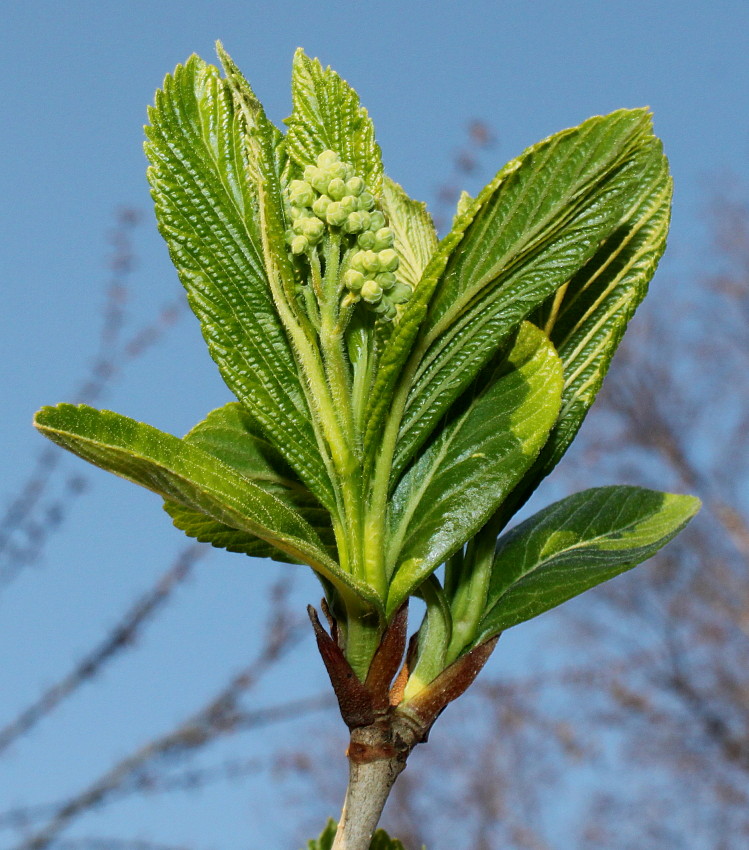 Image of Viburnum sieboldii specimen.