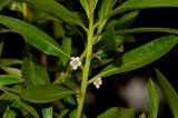 Myoporum acuminatum. Часть побега с цветками. Израиль, Шарон, пос. Кфар Шмариягу, в культуре. 17.03.2014.