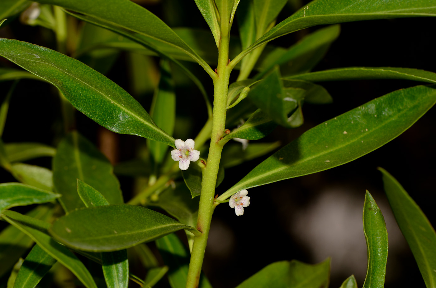 Image of Myoporum acuminatum specimen.