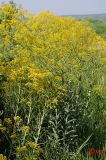 Isatis campestris