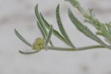 Tetracme quadricornis