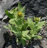 Inula orientalis. Растения с нераспустившимися соцветиями. Германия, г. Дюссельдорф, Ботанический сад университета. 04.05.2014.