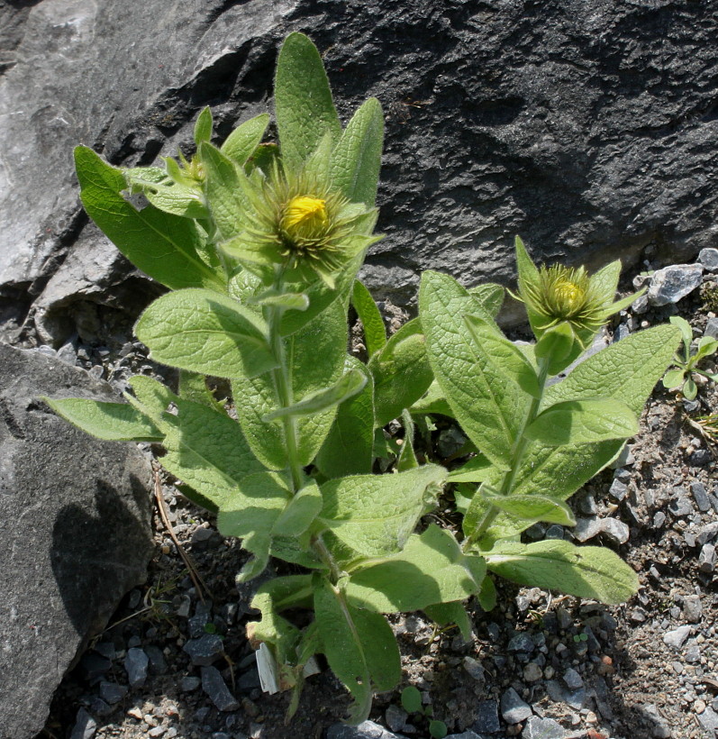 Image of Inula orientalis specimen.