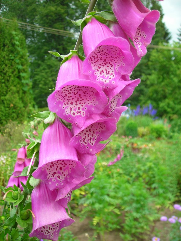 Image of Digitalis purpurea specimen.