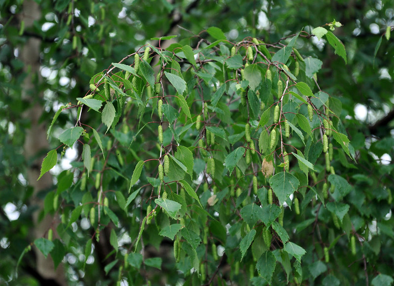 Image of Betula pendula specimen.