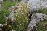 Saxifraga tridactylites