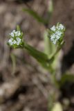 genus Valerianella. Соцветия. Ставропольский край, Бештаугорский заказник. 04.05.2014.