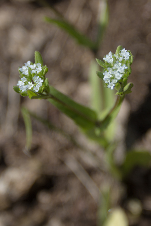 Image of genus Valerianella specimen.