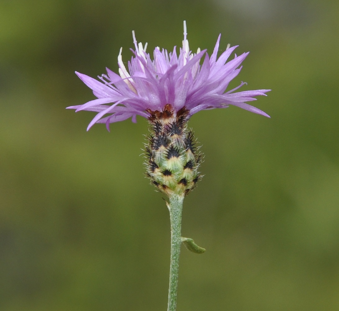 Изображение особи Centaurea affinis.