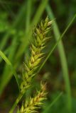 Carex atherodes