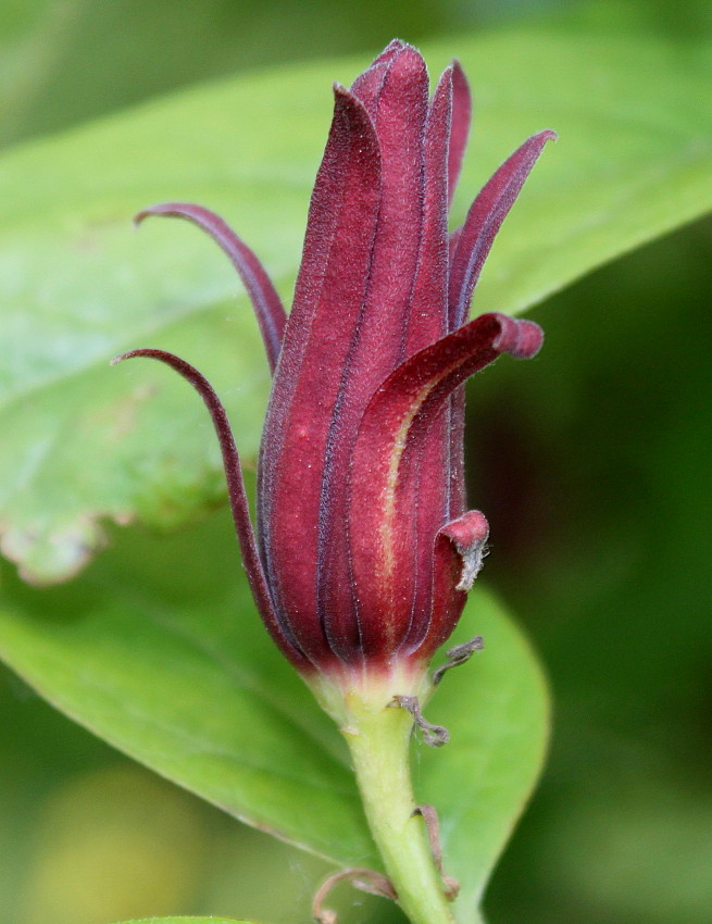 Image of Calycanthus occidentalis specimen.