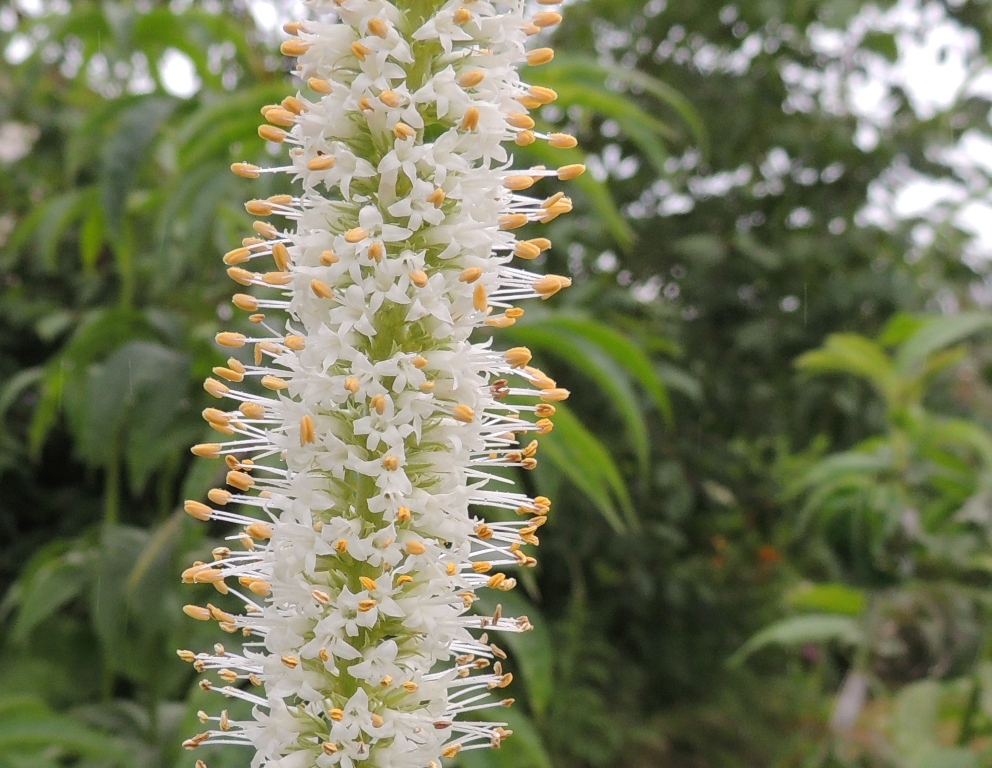 Image of Veronicastrum borissovae specimen.