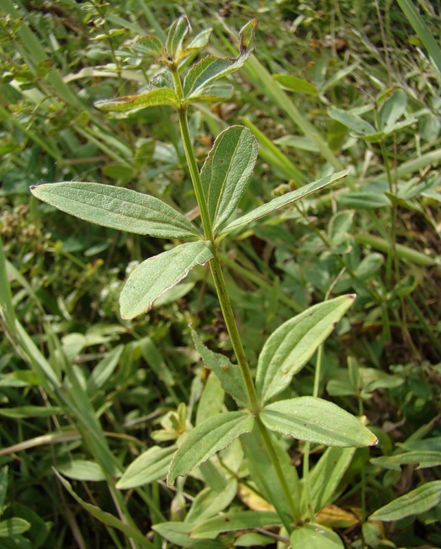 Image of Galium rubioides specimen.