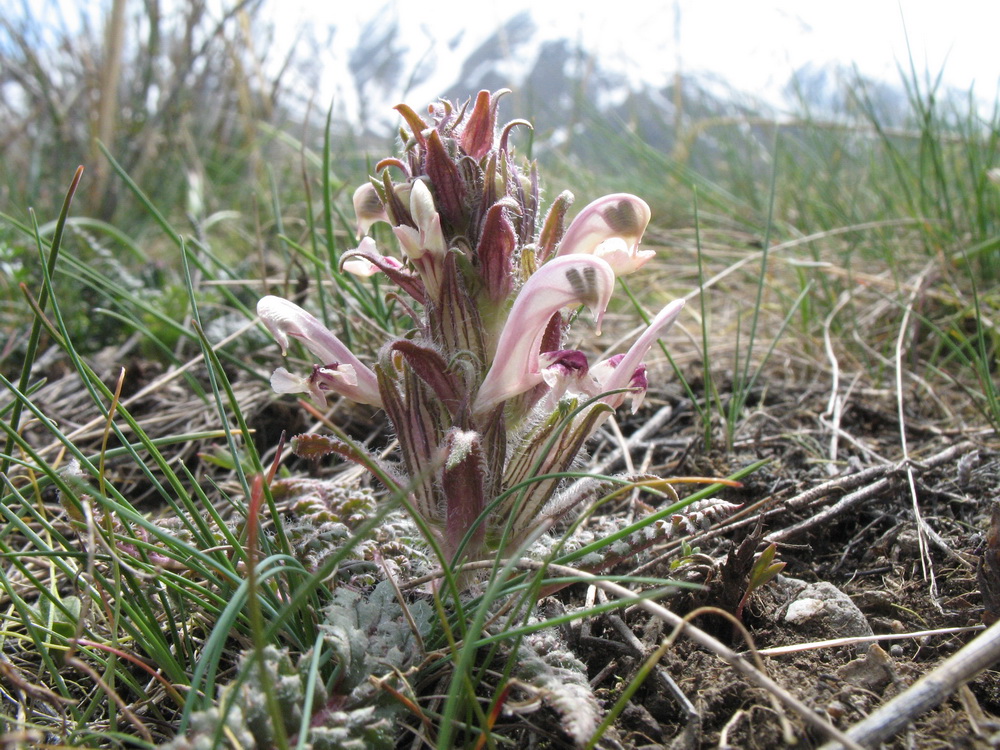 Image of Pedicularis karatavica specimen.