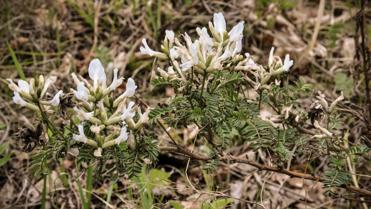 Изображение особи Astragalus suffruticosus.