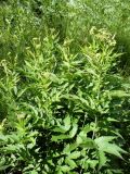 Filipendula ulmaria